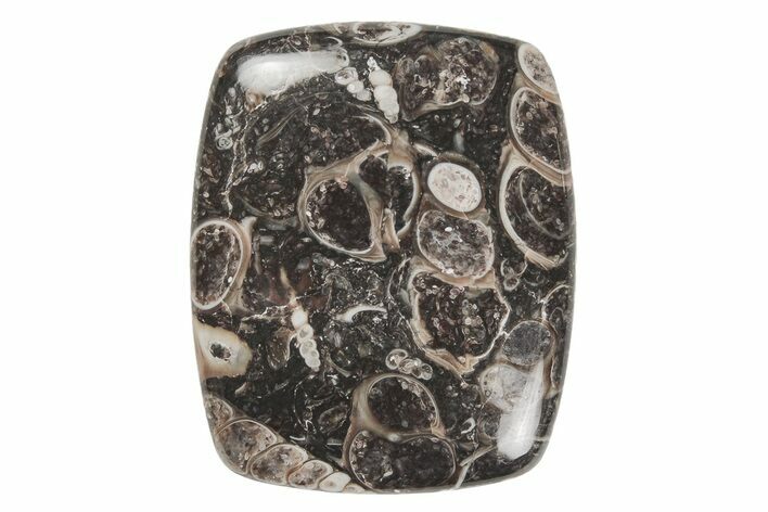 Polished Fossil Turritella Agate Cabochon - Wyoming #213920
